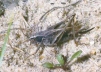 Platycleis albopunctata Copyright: Peter Harvey