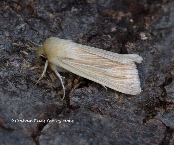 Common Wainscot  Mythimna pallens Copyright: Graham Ekins