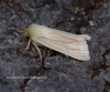 Common Wainscot  Mythimna pallens