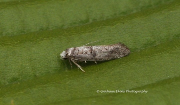 Paraswammerdamia nebulella Copyright: Graham Ekins