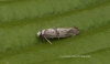 Paraswammerdamia nebulella Copyright: Graham Ekins