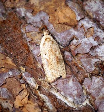 Agonopterix nervosa 1 Copyright: Ben Sale