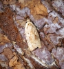 Agonopterix nervosa 1