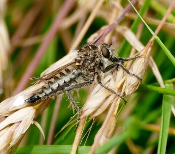 Dysmachus trigonus female Copyright: Rosemary Stevens