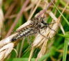 Dysmachus trigonus female Copyright: Rosemary Stevens