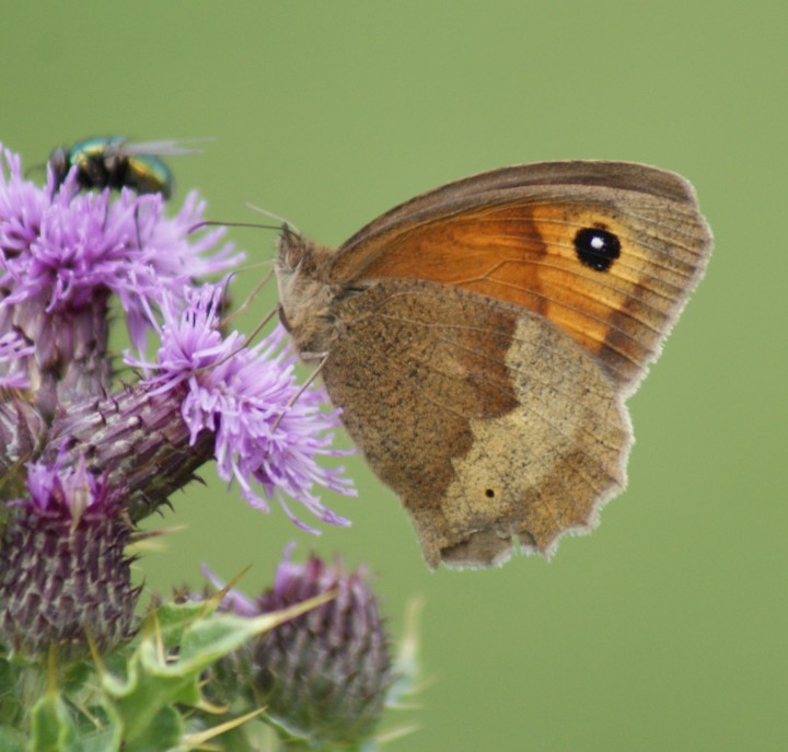 Meadow Brown (female underside) Copyright: Robert Smith