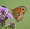 Meadow Brown (female underside) Copyright: Robert Smith