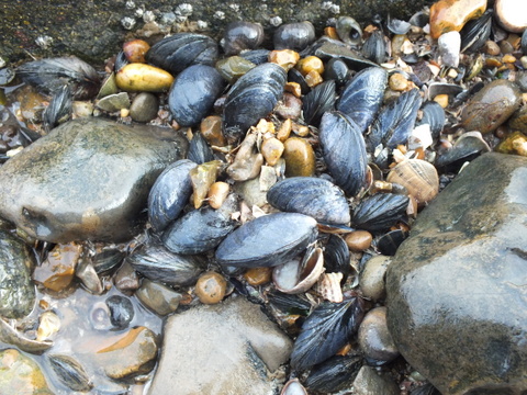 2 Common Mussel Mytilus edulis Copyright: Peter Pearson