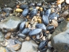 2 Common Mussel Mytilus edulis 