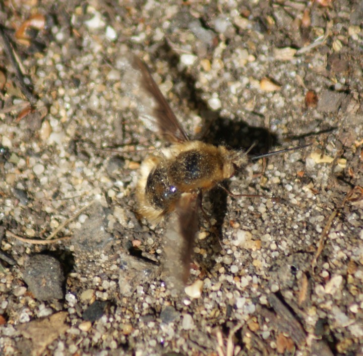 female ovipositing Copyright: Robert Smith