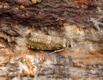 Epinotia tedella Copyright: Ben Sale