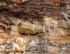 Epinotia tedella