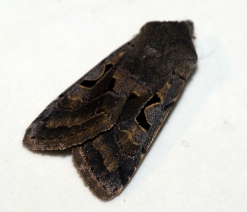 Hebrew Character 4 Copyright: Ben Sale