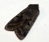 Hebrew Character 4 Copyright: Ben Sale