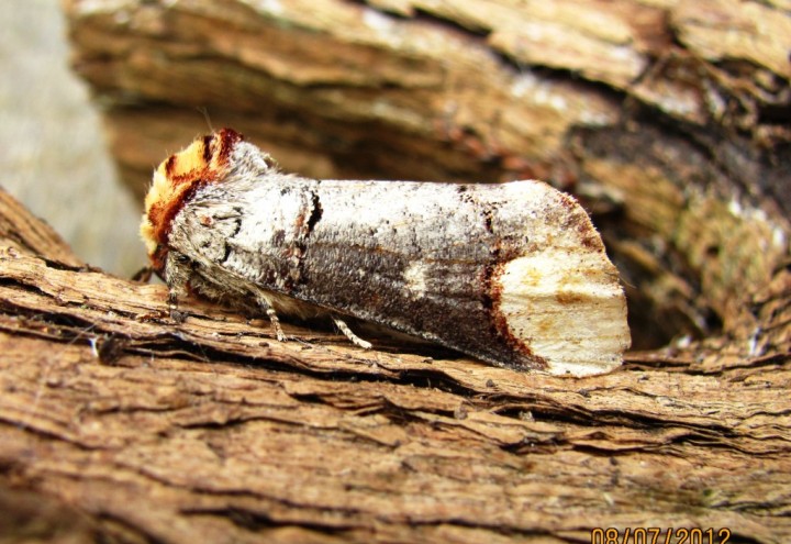 Buff Tip Copyright: Graham Smith