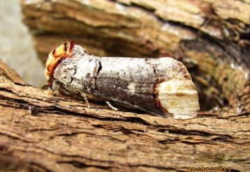 Buff Tip Copyright: Graham Smith