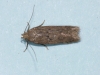 Scrobipalpa acuminatella.1