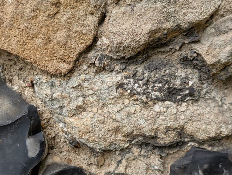 Rainham Church Jurassic limestone with fossil gastropods Copyright: William George 22 May 2025