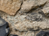 Rainham Church Jurassic limestone with fossil gastropods  