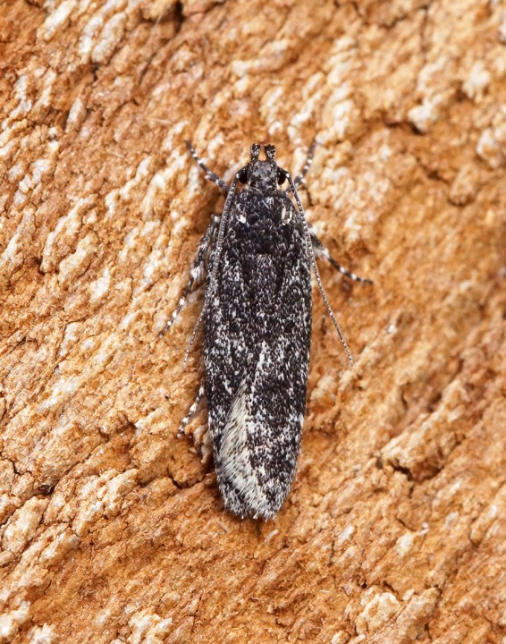 Gelechia nigra Copyright: Ben Sale