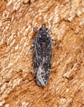 Gelechia nigra Copyright: Ben Sale