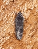 Gelechia nigra 