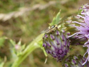 Chlorops scalaris Copyright: Alf Mullins