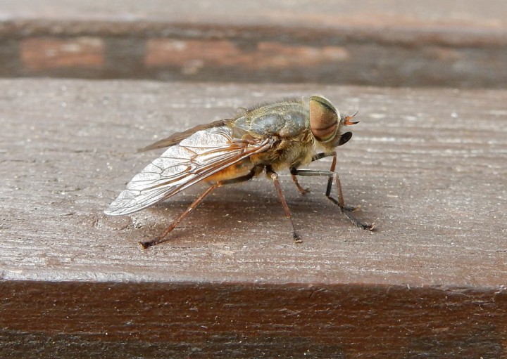 Hybomitra distinguenda 1. Copyright: Stephen Rolls