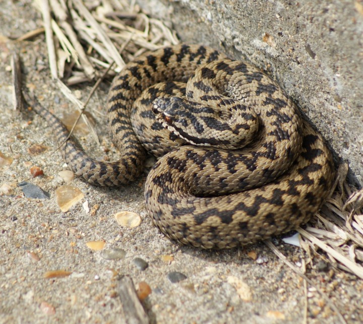 Adder - sea wall Copyright: Robert Smith