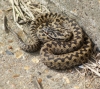 Adder - sea wall Copyright: Robert Smith