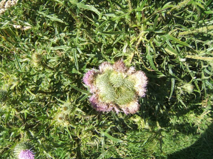 Spear Thistle with fasciation Copyright: Peter Pearson