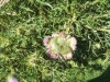 Spear Thistle with fasciation 