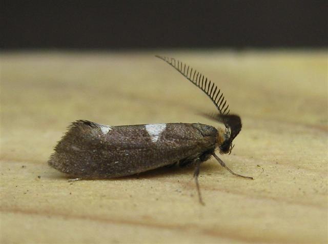 Incurvaria masculella. Copyright: Stephen Rolls