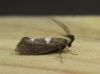 Incurvaria masculella. Copyright: Stephen Rolls