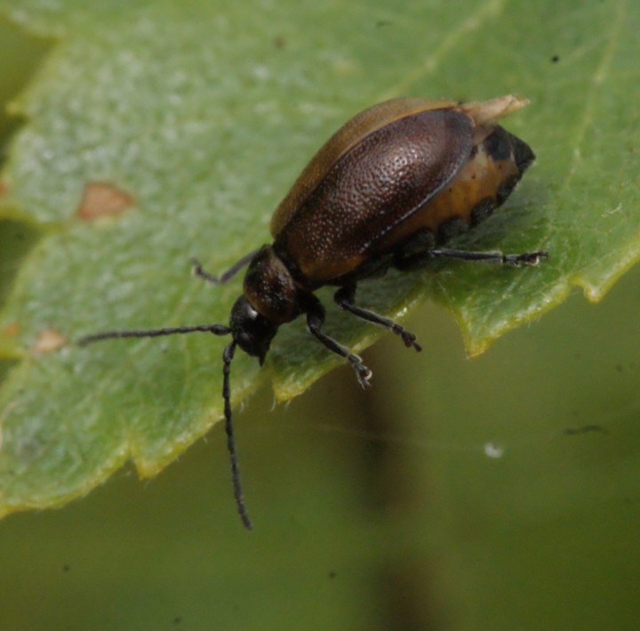 Lochmaea caprea side Copyright: Robert Smith