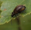 Lochmaea caprea side Copyright: Robert Smith