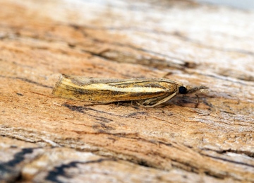 Agriphila tristella 3 Copyright: Ben Sale