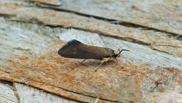 Crassa unitella Copyright: Graham Ekins