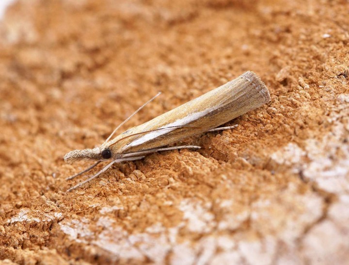 Agriphila selasella Copyright: Ben Sale