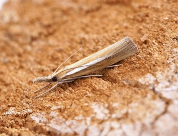 Agriphila selasella Copyright: Ben Sale