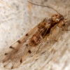 Ectopsocus petersi 22-08-2025
