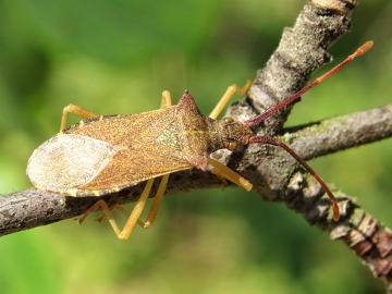 Box Bug on purging buckthorn Copyright: Raymond Small