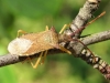 Box Bug on purging buckthorn Copyright: Raymond Small