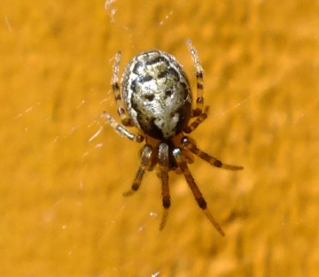 Missing sector orb web Spider Copyright: Peter Pearson