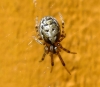 Missing sector orb web Spider Copyright: Peter Pearson