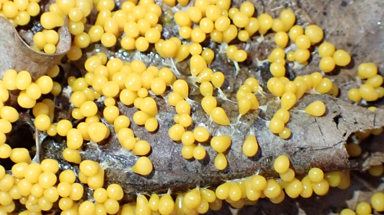 Leocarpus fragilis Copyright: Raymond Small