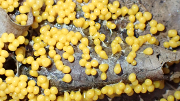 Leocarpus fragilis Copyright: Raymond Small