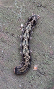 twin-spotted quaker larva Copyright: Susan Manning