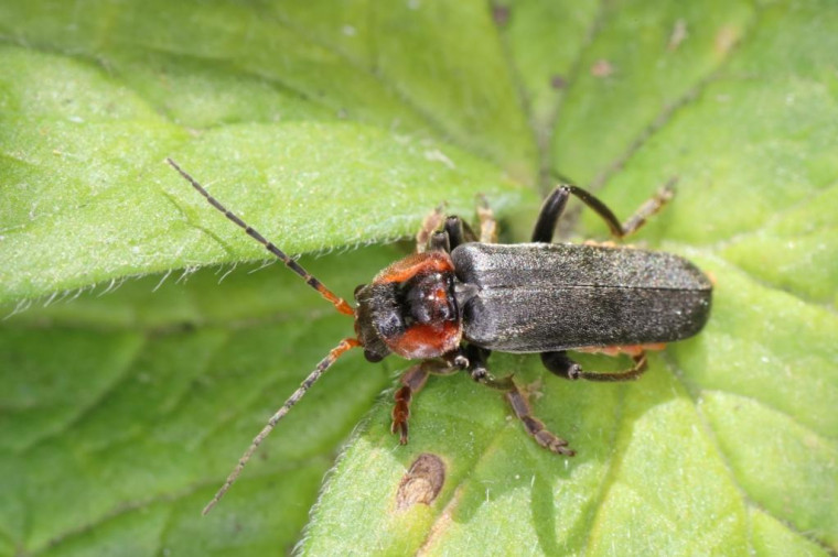Cantharis fusca Stow maries Copyright: Peter Harvey