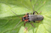 Cantharis fusca Stow maries 